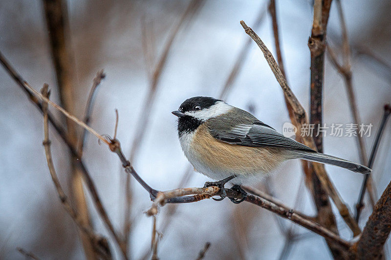 黑头山雀(Poecile atricapillus)，黑帽山雀，Cabecinegro。